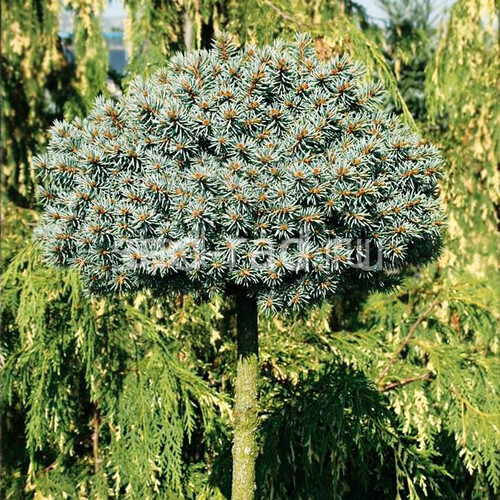 Blaukissen picea pungens (Ель колючая Блаукиссен)