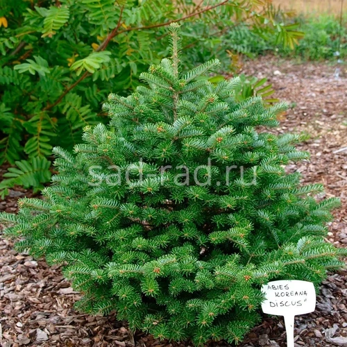 Discus abies koreana (Пихта корейская Дискус)