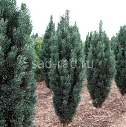 Fastigiata pinus sylvestris (Сосна обыкновенная Фастигиата)