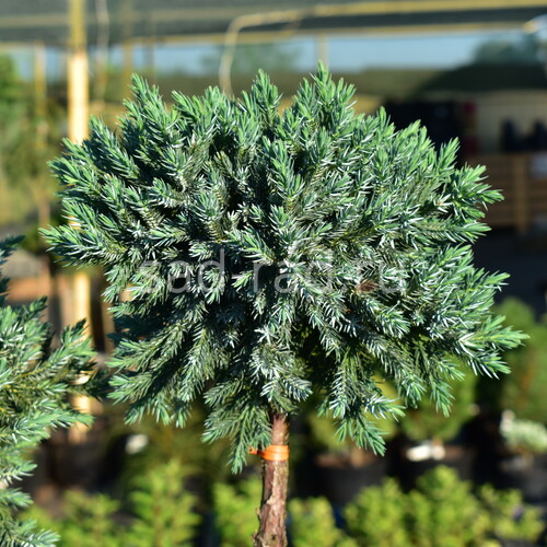 Blue Star juniperus squamata (Можжевельник чешуйчатый Блю Стар)