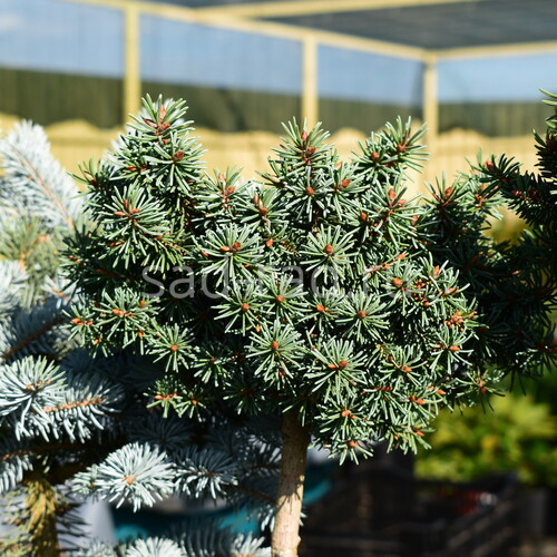 Mauthneralm picea abies (Ель обыкновенная Маунтнералм)