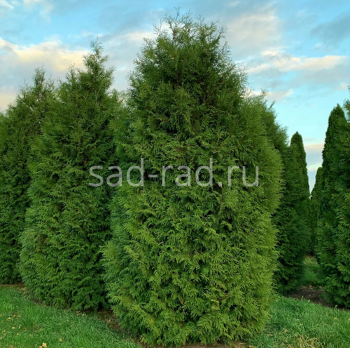 Brabant thuja occidentalis (Туя западная Брабант)