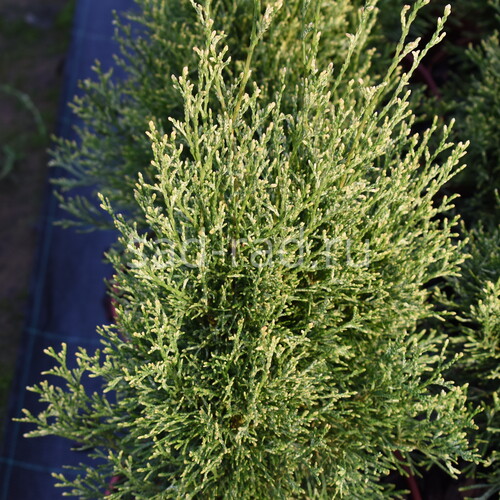 Smaragd Witbont thuja occidentalis (Туя западная Смарагд Витбонт)